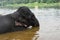 Wild Indian tusker or Asian male elephant bathing