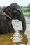 Wild Indian tusker or Asian male elephant bathing