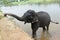 Wild Indian tusker or Asian male elephant bathing