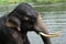 Wild Indian tusker or Asian male elephant bathing