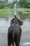 Wild Indian tusker or Asian male elephant bathing