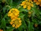 Wild Indian yellow sage flowers