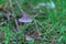 Wild inedible mushroom mycena vulgaris growing on forest floor.