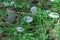 Wild inedible mushroom tricholoma album growing on forest floor.