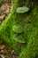 Wild inedible mushrooms growing on a dead mossy tree stump in a forest in Europe, no people