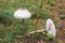 Wild inky cap mushrooms on grassy area in rainy forest