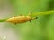 Wild insect weevil closeup