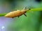 Wild insect weevil closeup