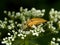 Wild insect weevil closeup