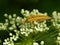 Wild insect weevil closeup