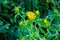 Wild Inula helenium, yellow flowers in grass