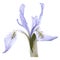 Wild Iris 1