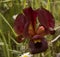 Wild Iris Argaman Iris atropurpurea or Coastal Iris blooming