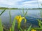 Wild iris and dragonfly