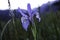 Wild Iris flower in bloom