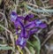 Wild iris flower in Palava area