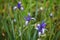 Wild iris flowers