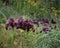 Wild iris, Iris atropurpurea, the coastal iris, a rhizomatous perennial. Flowers of darks shades from red-brown, burgundy, dark