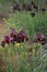 Wild iris, Iris atropurpurea, the coastal iris, a rhizomatous perennial, from Israel. Flowers of darks shades from red-brown,