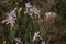 Wild Iris Iris missouriensis Mountain Wildflowers In Colorado