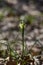The wild iris Iris tuberosa with yellow flowers grows in its natural habitat