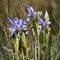 Wild Iris, Iris versicolor