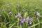 Wild iris in a meadow
