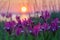 Wild irises against the sunset.