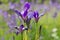 Wild irises in a field