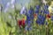 Wild Irises in an Oregon Garden