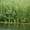 Wild irises. Spring flowers.