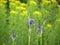 Wild irises. Spring flowers.