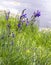 Wild irises. Spring flowers.