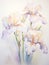 Wild irises with watercolor botanical illustration