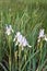 Wild irises on Wyoming prairie