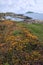 Wild irish flowers and scarriff islands