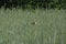 Wild isolated swan in green barley field