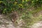 Wild Jack Rabbit