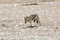 Wild jackal walks in the savanna, Namibia