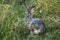 Wild Jackrabbit Bunny or Hare eating grass