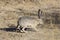 Wild Jackrabbit in Joshua Tree National Park