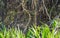 Wild Jaguar licking itself behind plants in riverbank, Pantanal, Brazil