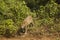 Wild Jaguar Paused in front of Bushes