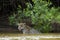 Wild Jaguar Pausing in River in front of Jungle