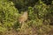 Wild Jaguar Prowling through Jungle