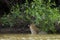 Wild Jaguar in River by Jungle, Rear View Showing Hide Pattern