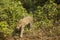 Wild Jaguar Walking over Vines and Bushes