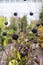 Wild jalap, Podophyllum Peltatum with ripen black berries growing on plant on the background of defocused botanical