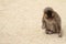Wild Japanese baby monkey