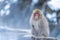 Wild Japanese macaque Macaca fuscata or Snow Monkey